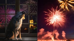 You Could Face Five Years In Jail For Setting Off Fireworks That Cause 'Suffering' To Animals