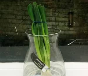 Woman Orders Flowers From Sainsbury's, Receives Spring Onions As A Substitute