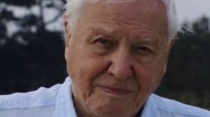 Sir David Attenborough Has Officially Joined Instagram