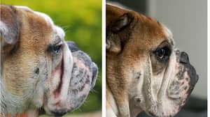 Breeders Are Retrobreeding Dogs To Prevent Breathing Problems