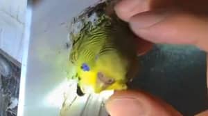 Firefighters Save Budgie That Got Stuck In Tiny Keyhole