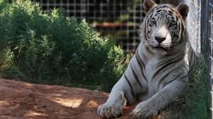 US Officials Seize 68 Big Cats Seized From Tiger King Zoo