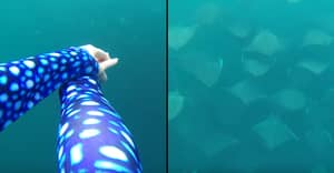 Diver Swims With Hundreds Of Rays In Spectacular Footage