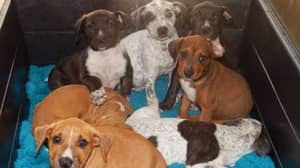 Special Taskforce Launched To Crackdown On Puppy Farms In New South Wales