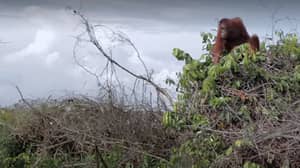 ​Netflix Viewers In Tears After Heartbreaking Orangutan Scene In New David Attenborough Documentary