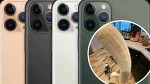 IPhone 11 Users Are Using Its Camera To Make Certain Things Look Much Bigger