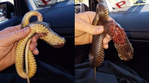 Man Beheads Snake After It Killed His Dog