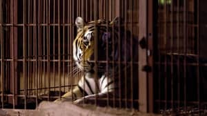There Are More Captive Tigers In US Than Entire Wild Population 