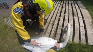 RSPCA Investigating After Mating Swans Found Injured With Their Eggs Missing