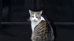Cat Gets Policeman To Knock On 10 Downing Street Door To Let Him In