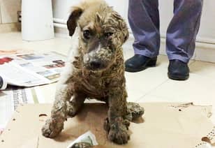 Stray Puppy Left For Dead After Being Dragged Through Industrial Estate