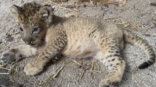 Zoo Celebrates Birth Of Lion Cub Simba Born From Sperm Of Late Father Mufasa