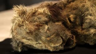​Perfectly Preserved Lion Cub Found Frozen In Siberia Is 28,000 Years-Old