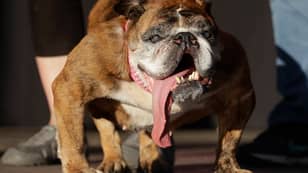 'World's Ugliest Dog' Zsa Zsa Dies Just Two Weeks After Winning Contest