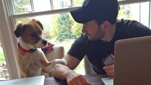 Chris Evans Shared A Heartwarming Video Of His Pet Dog, Dodger