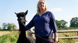 ​'Death Row' Alpaca Geronimo To Be Slaughtered After Appeal Fails