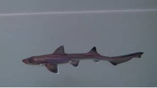 'Miracle' Baby Shark Born In Tank Of Females 