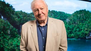 ​David Attenborough Confirmed For BBC Kids Lessons
