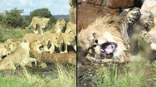 Pride Of Lionesses Attack Male Lion In Front Of Shocked Safari Park Visitors