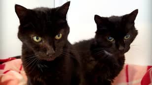 'Britain's Oldest Cat Brothers' Rehomed At 21 