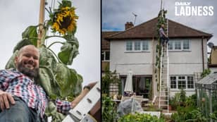 Dad Grows 20ft Sunflower After Four-Year-Old Son Asks For One 'As Tall As The House'