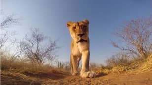 Young Lion Picks Up GoPro and Films His Walk Through Safari Park