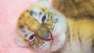 Four Extremely Rare Golden Tiger Cubs Born In China Zoo