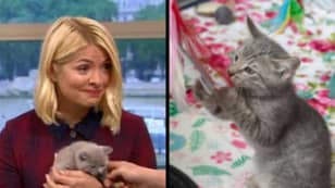 Holly Willoughby Brilliantly Shuts Down 'This Morning' Guest Who Wants Cats Banned