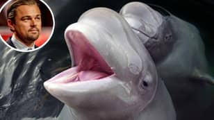 Russia Orders All Orcas And Belugas Kept In 'Whale Jail' To Be Released With Help Of Leonardo DiCaprio