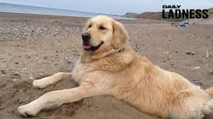 Kind-Hearted Cabby Drives Dog To The Beach After She Becomes Unable To Walk There