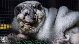 ​Arctic Foxes Kept In Cramped Cages Shame Fashion Industry