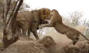 It's The Animal Scrap We've All Been Waiting For: Lion Vs. Leopard