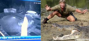 Couple Attacked By Crocodile In Swimming Pool But What Would Steve Irwin Have Done?