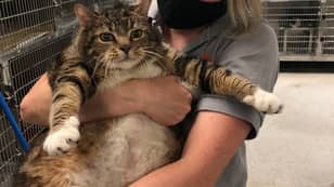 Chunky Cat Abandoned By Owners Finds New Home 