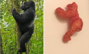 Harambe Returns From Beyond The Grave, In Cheeto Form