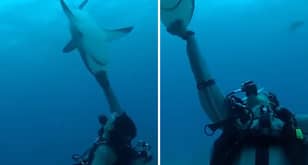 This Lad Can Completely Immobilise Massive Sharks With Simple Trick