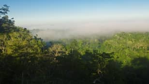 ​Amazon Rainforest Will Be Past The Point Of Recovery By 2064, Scientist Predicts
