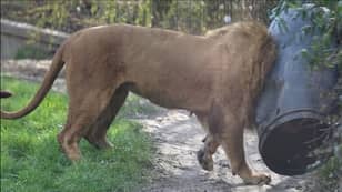Unlucky Lion Thrashes About After Getting Stuck In Food Barrel