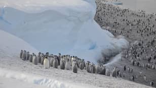 Scientists Discover New Emperor Penguin Colonies In Antarctica Through Satellite Imaging