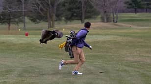 Golfer Gets Attacked By Goose And The Photos Are Too Good 