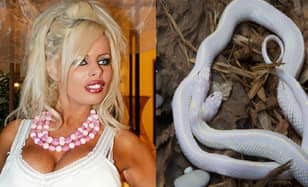 WATCH: This Snake Bite A Model’s Breasts And Subsequently Die From Poisoning 