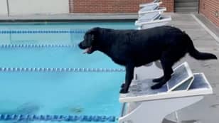 Gold Medallist Trained His Dog To Race Like An Olympic Swimmer
