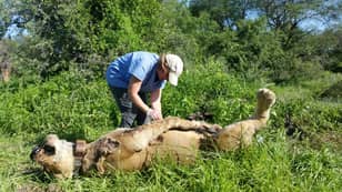 Six Lions Poisoned And Killed In A Tanzania National Park
