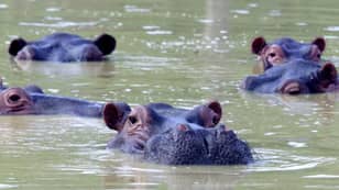 Pablo Escobar’s ‘Cocaine Hippos’ Are Being Sterilised By Colombian Government 