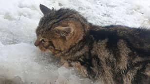 Rescued Kitten Turns Out To Be Extremely Rare Scottish Wildcat