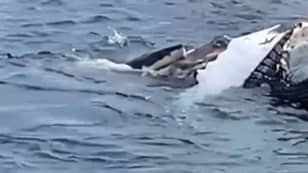 Great White Shark Filmed Tearing Chunks Out Of A Whale