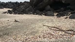 Snoop Dogg Narrates That Famous Iguana Vs Snake Scene From 'Planet Earth'