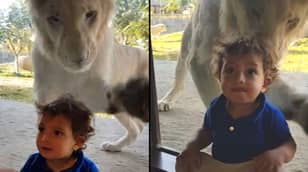 Little Boy Gives Absolutely No Sh*ts As Lion Tries To Attack Him From Behind Glass