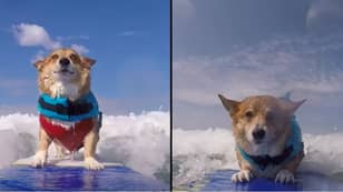 Dog Surfs As Therapy To Recover From Horrific Attack That Scarred Him