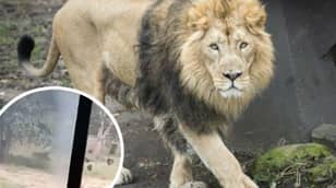Horrified Visitors Watch As Man Is Mauled To Death By Lion After Climbing Into Enclosure